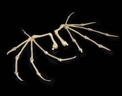 Mythic Legions All-Stars 6 Bone Wings