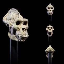 Mythic Legions All-Stars 6 Undead Heads Pack -Science Fiction Toy Store four horsemen studios mythic legions all stars 6 undead heads pack 30245056675910