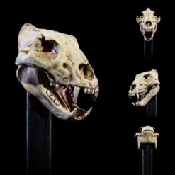 Mythic Legions All-Stars 6 Undead Heads Pack -Science Fiction Toy Store four horsemen studios mythic legions all stars 6 undead heads pack 30245056708678